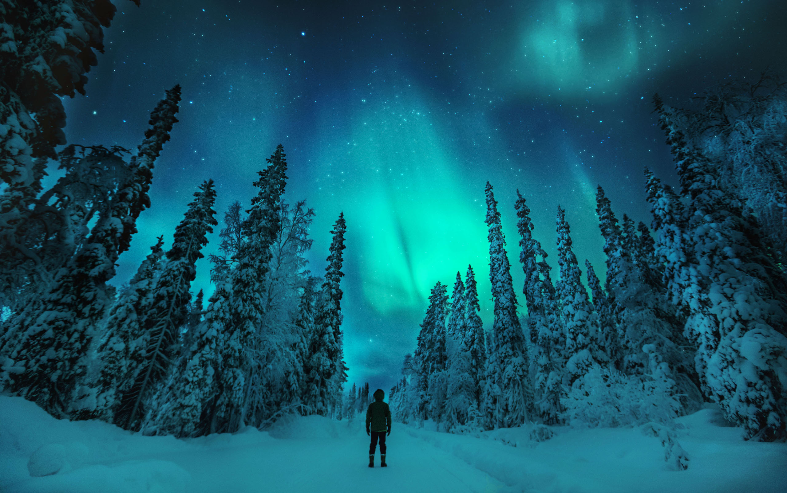 Views from the forest